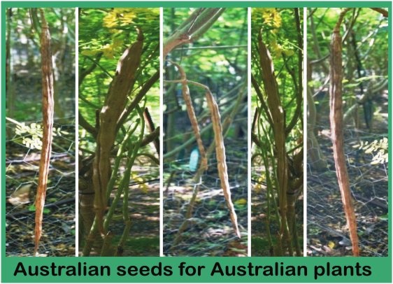 Australian Moringa Oleifera MORINGA FARM AUSTRALIA.com.au