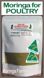 Moringa for poultry